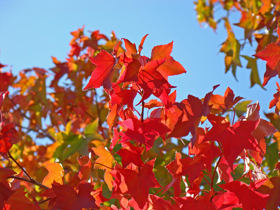 Colorful Fall Tree