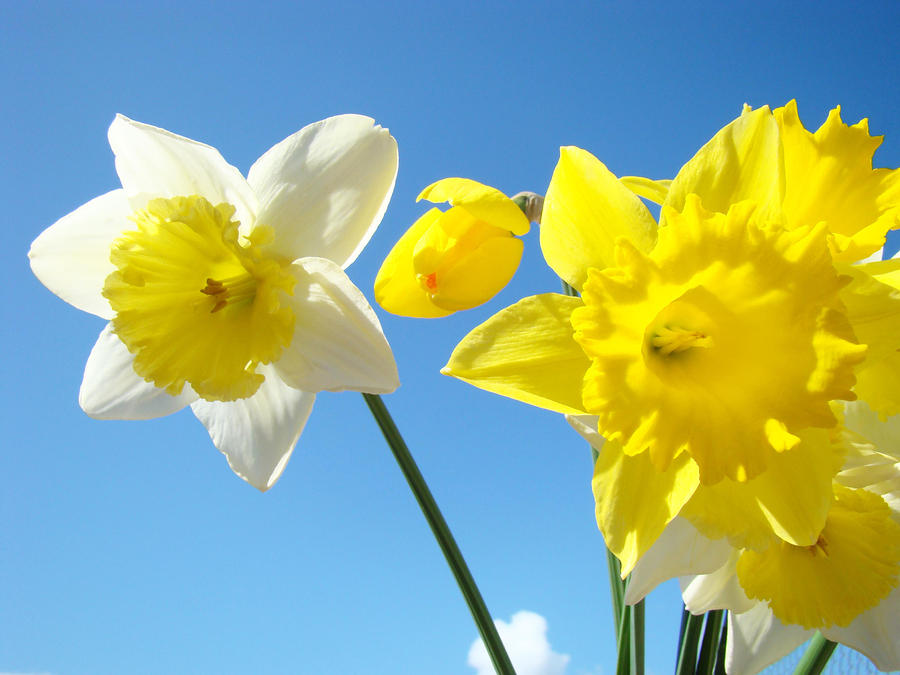 Daffodils Sky