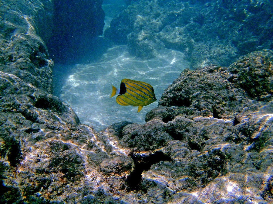 Blue Butterfly Fish