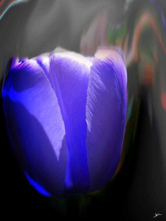 a blue tulip