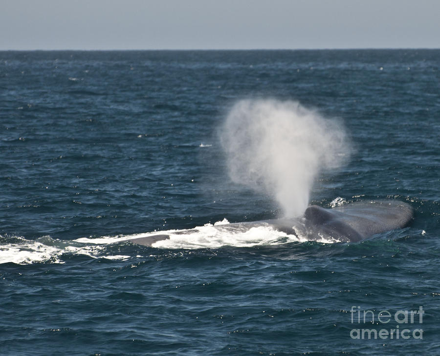 Blue Whale Spouting Off California Coast Photograph by Loriannah Hespe