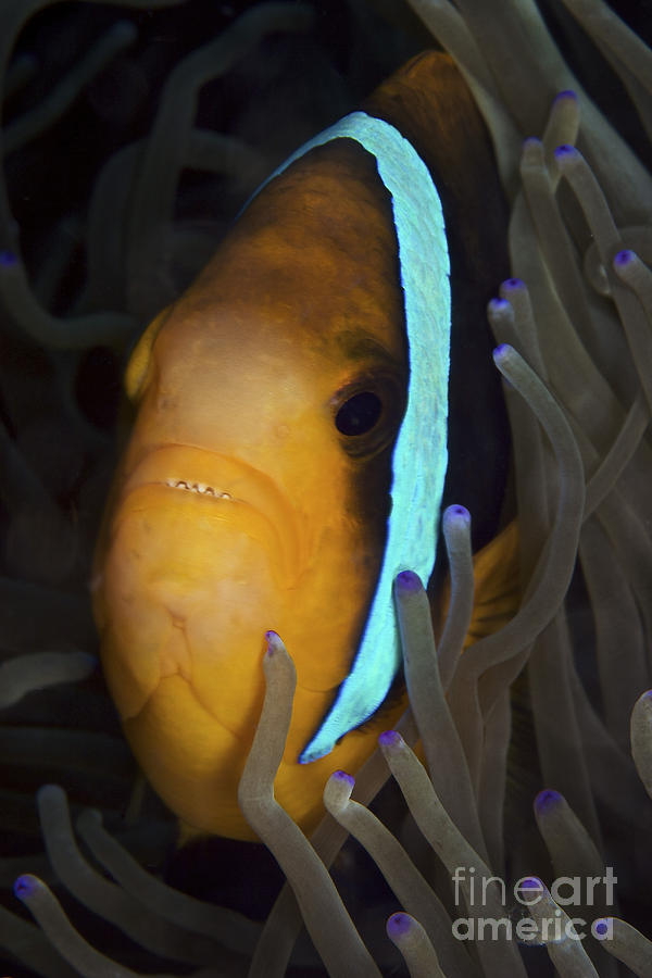 bluestripe clownfish