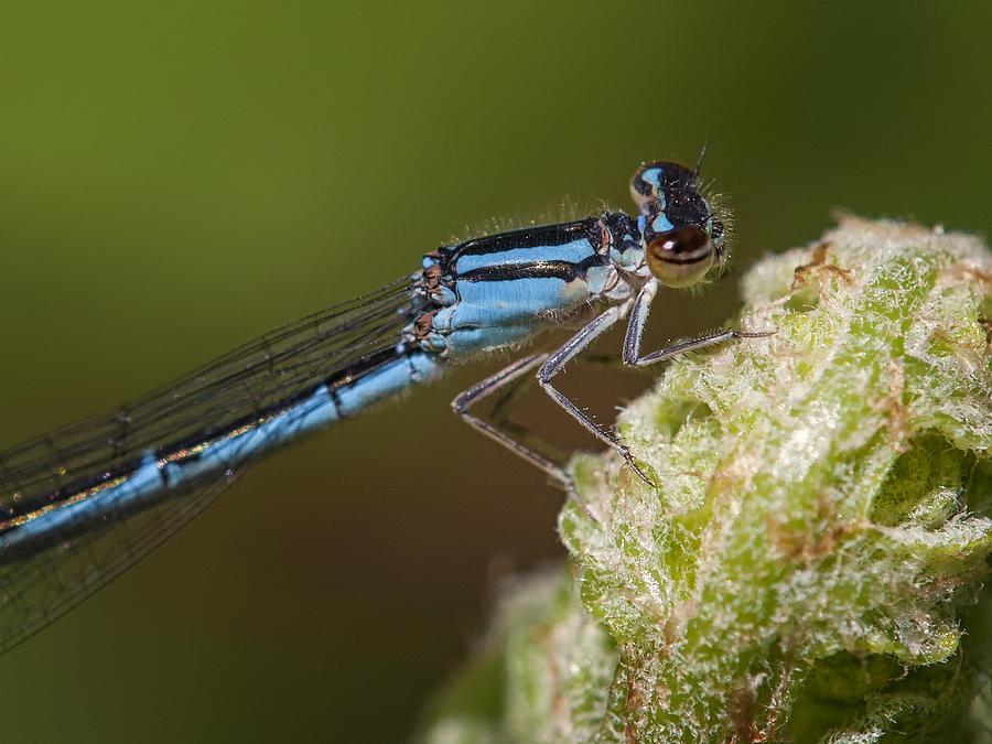 Bluet Damselfly