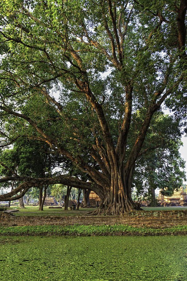 bodhi tree photograph by thomas von aesch bodhi tree photograph by thomas von aesch