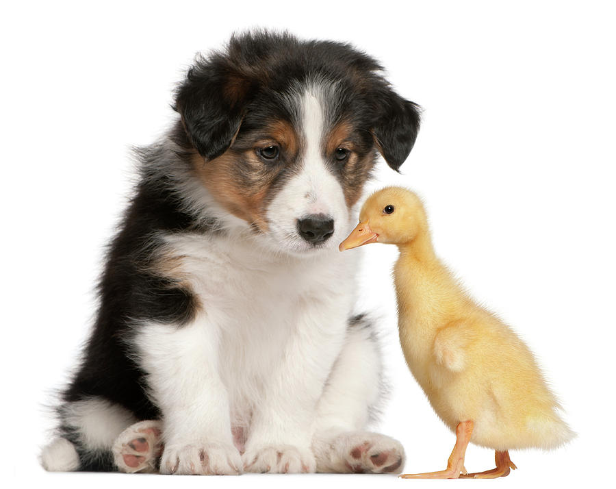 Puppy And Duckling