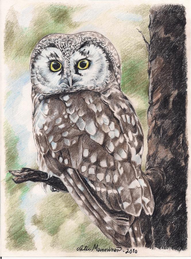  - boreal-owl-satu-manninen