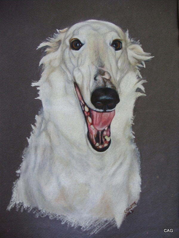 Borzoi By Carol Gillette Borzoi Drawing Borzoi Fine Art Prints And