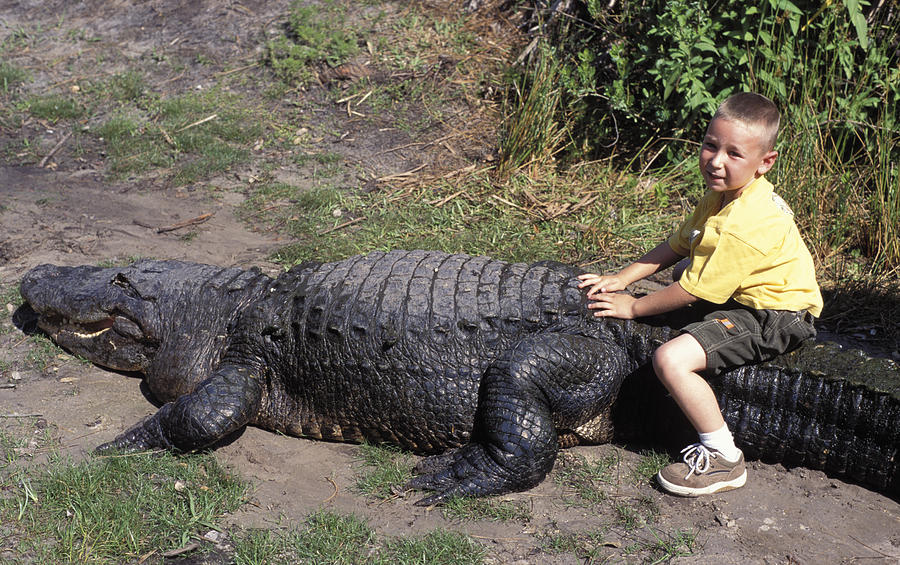 Boy Rides Alligator by Carl Purcell