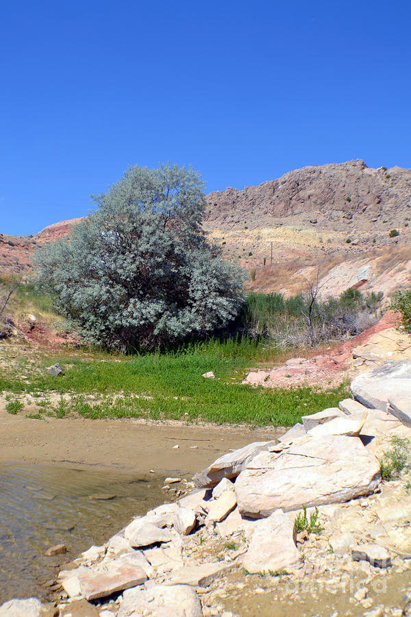 Boysen Reservoir Tree Wyoming Photograph by Roxann Whited