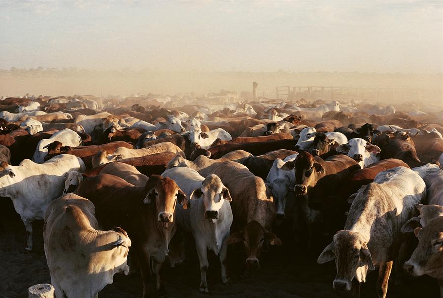 http://images.fineartamerica.com/images-medium-large/brahman-cattle-are-herded-into-a-pen-medford-taylor.jpg