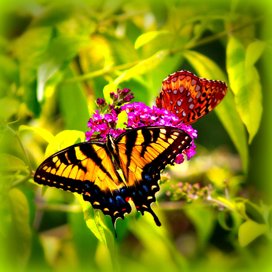 Bright Butterflies by Tina Meador