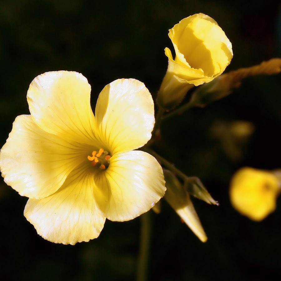 [Image: bright-morning-bloom-sally-bauer.jpg]