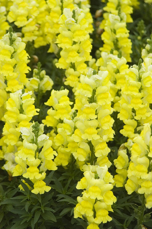 Bright Yellow Snapdragons by Allan Seiden Printscapes