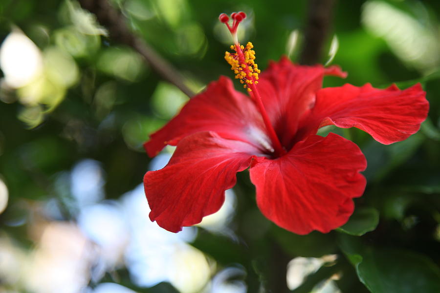 Brilliant Red Flower Of Kauai Photograph