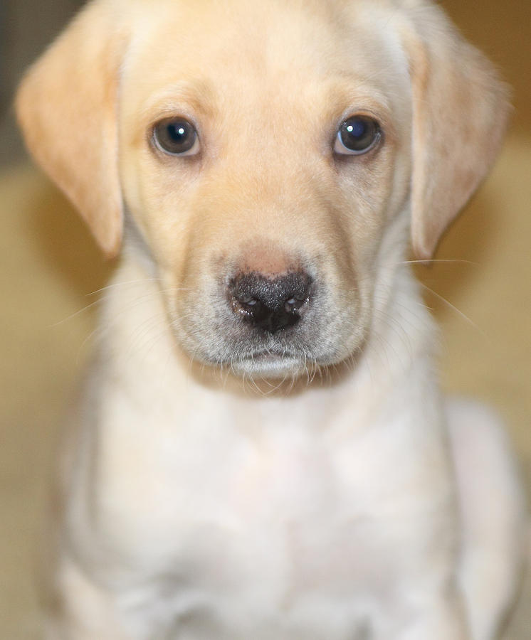 British Labrador