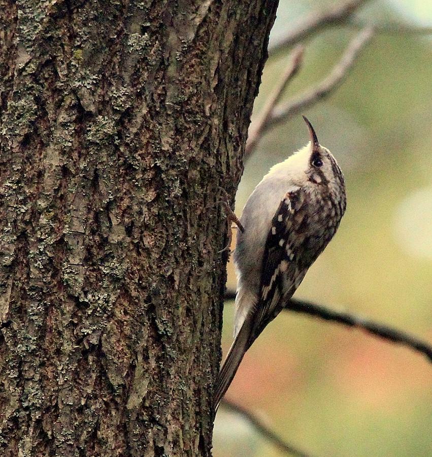brown creeper photograph by rosanne jordan brown creeper photograph by rosanne jordan