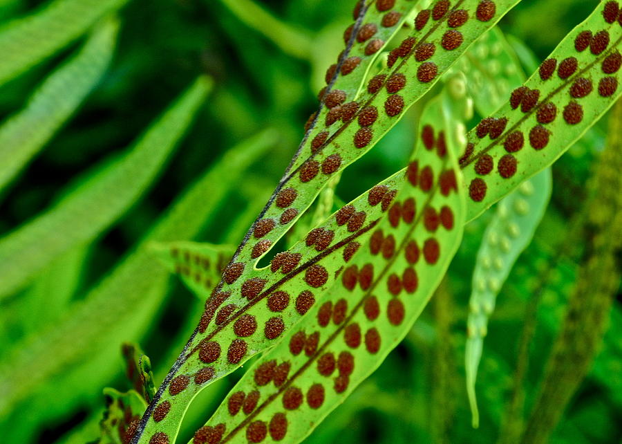Brown Dots On Green Fern Photograph by Kirsten Giving