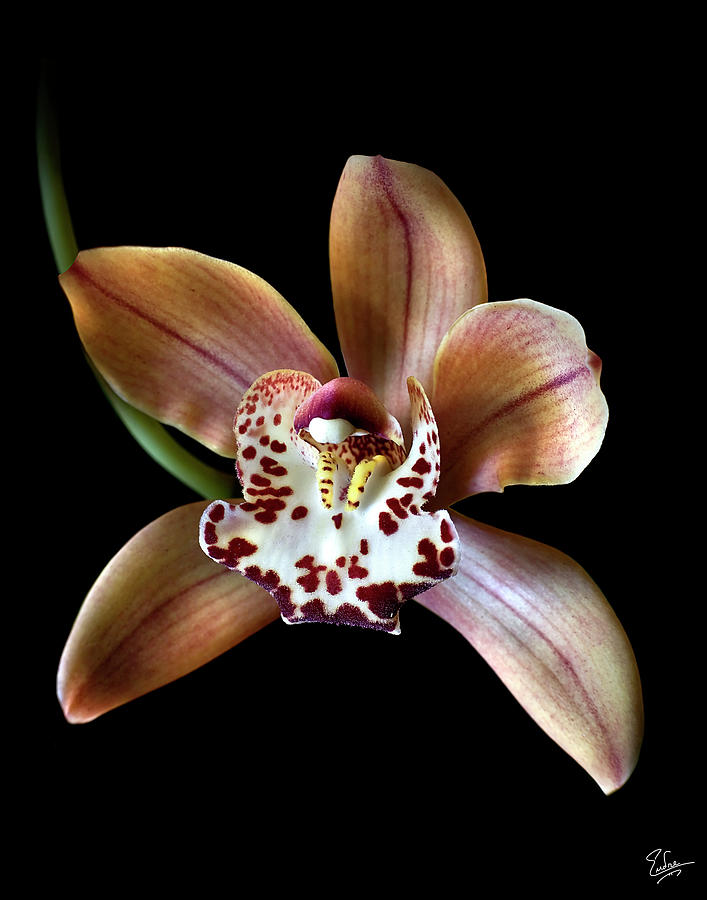 Brown Orchid Photograph By Endre Balogh 