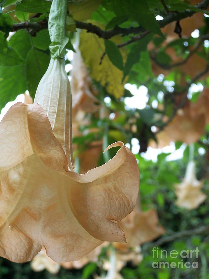 Brugmansia Candida