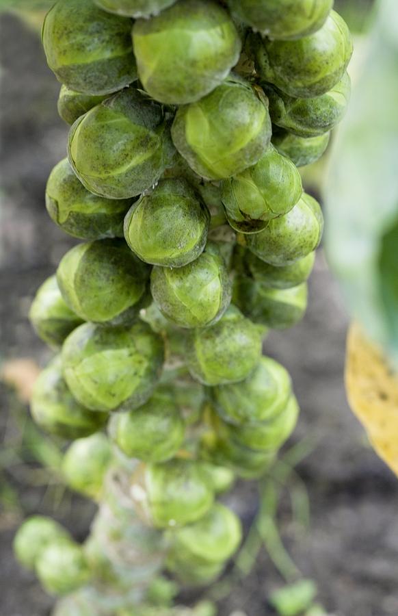 Brussel Sprouts Plant Photograph by Jon Stokes