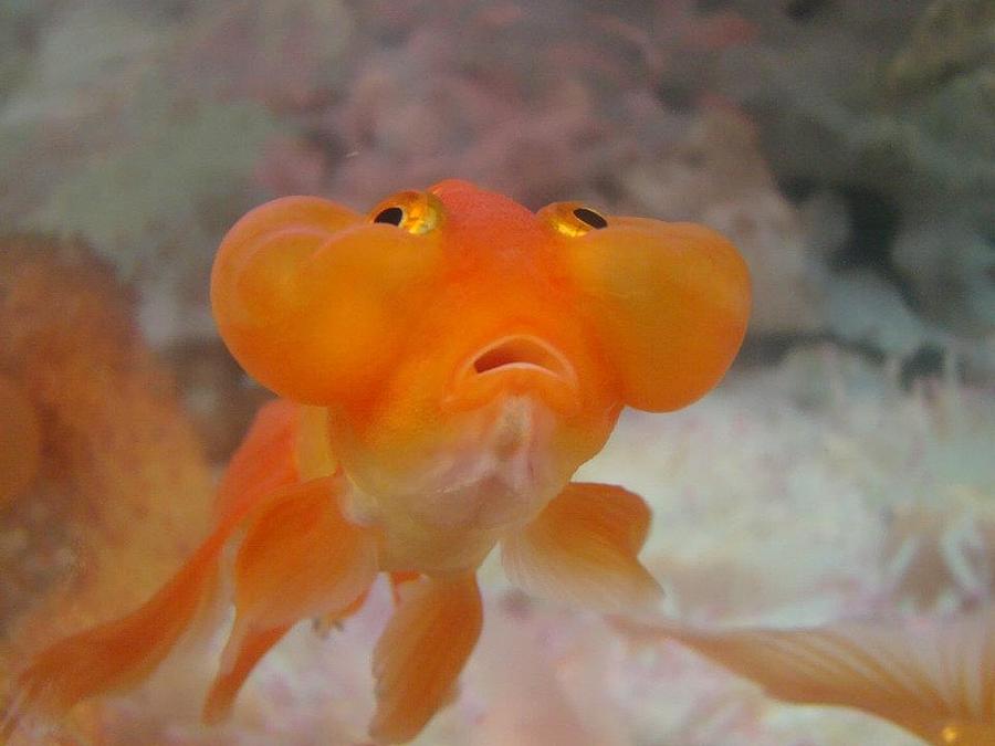 Bubble Goldfish