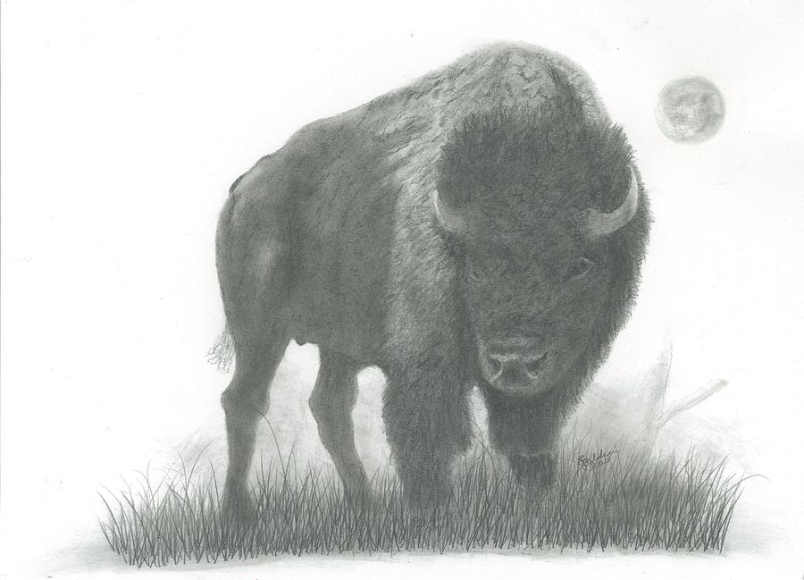 Buffalo Drawing by EJ John Baldwin