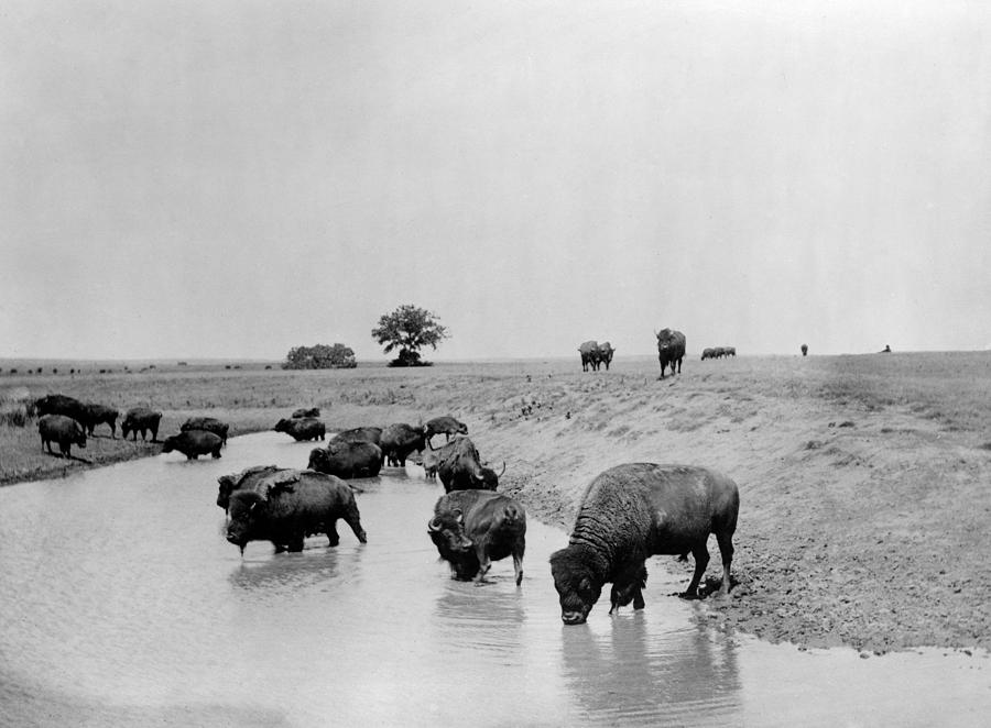 bison in water