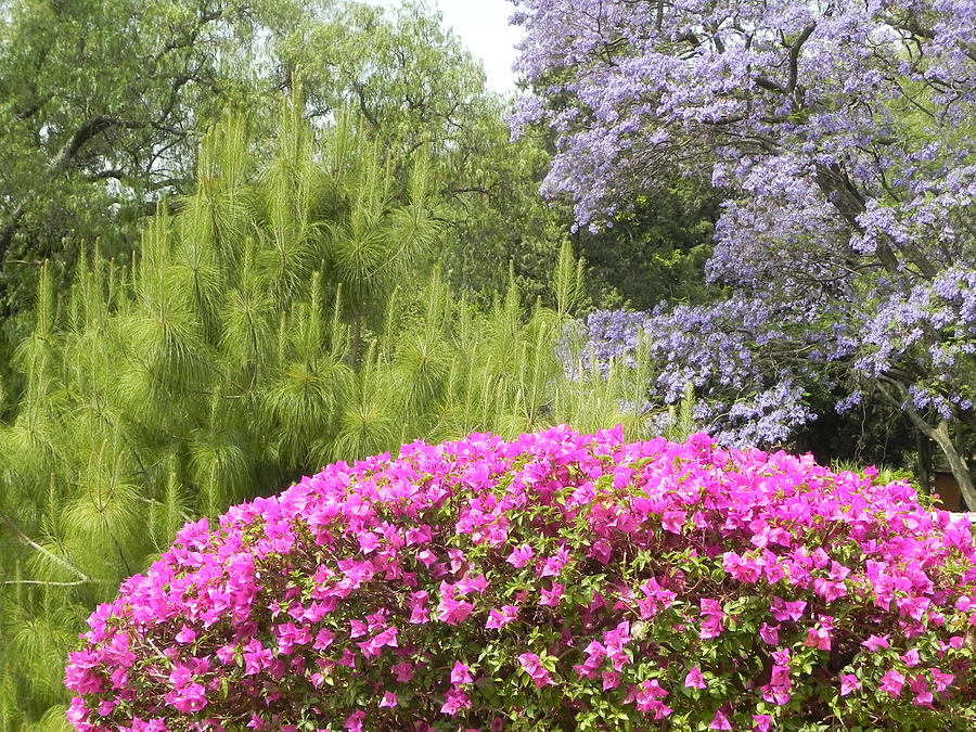 Jesus And Flowers