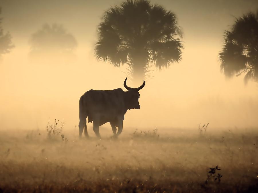 bull in field