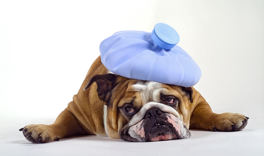 [Image: bulldog-with-a-headache-thomas-firak.jpg]