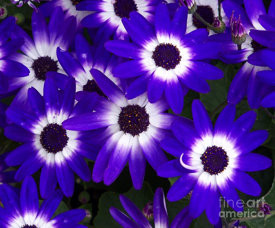 Bunch Of Purple Flowers Photograph by Lorrie Bible