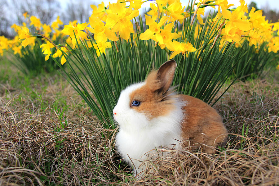 Bunny Bouquet