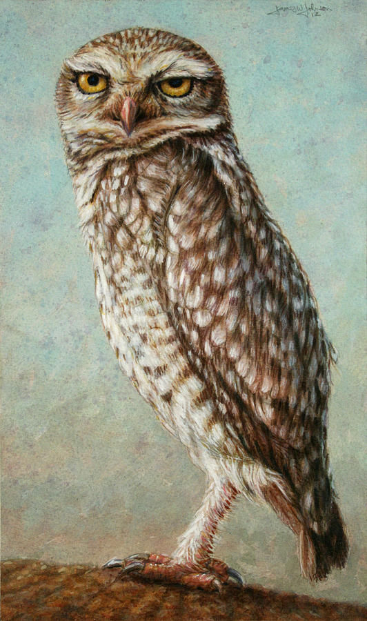 Owl Johnson