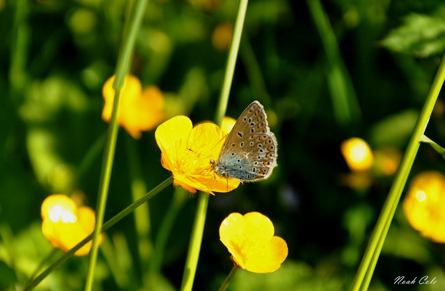 Buttercup Butterfly by Noah Cole