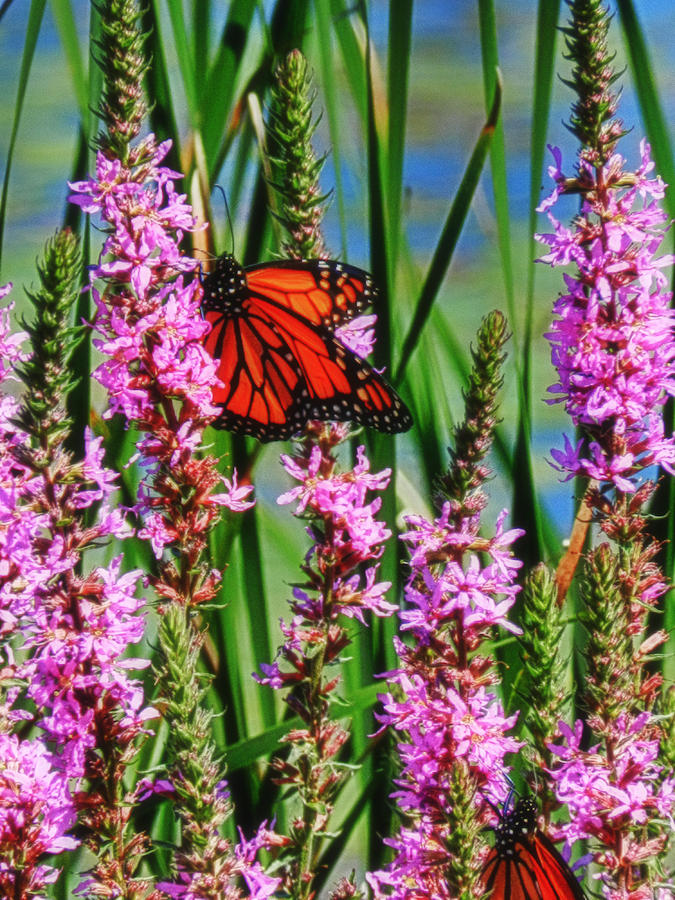  - butterflies-and-wildflowers-carol-a-commins