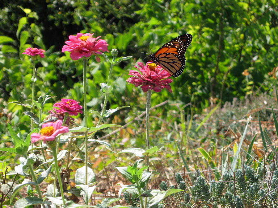 Butterflies Love Autumn Flowers Photograph by CGHepburn Scenic Photos