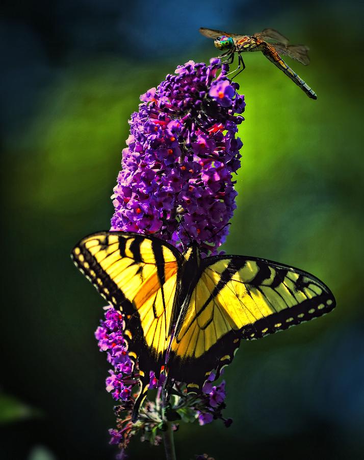 Butterfly And Dragonfly Photograph by Dave Sandt