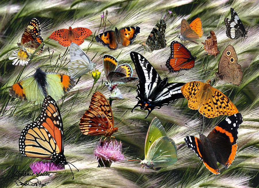 Butterfly Collage by David Salter