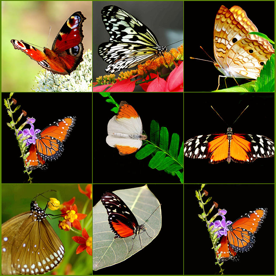 Butterfly Collage Photograph by Imagevixen Photography