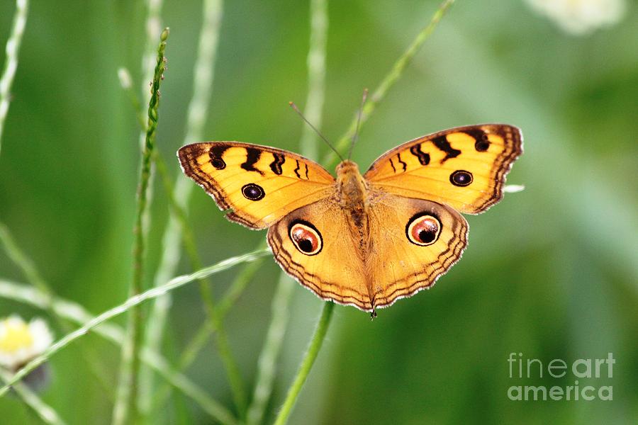 Butterfly Eyes Photograph