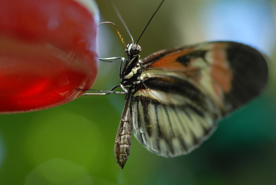  - butterfly-feeding-2-nancy-russo