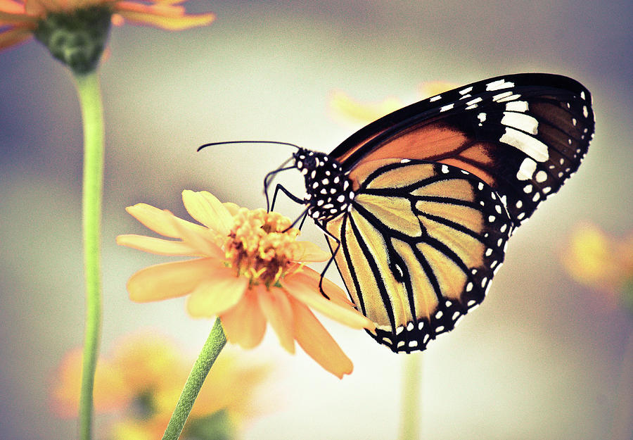 flowers and butterflies to color