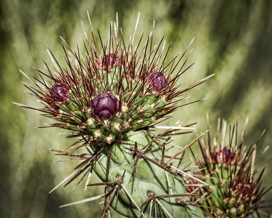 Cactus Buds by Kelley King