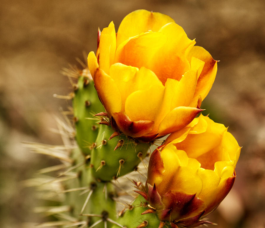 Cactus Rose By Barbara Eads 9043