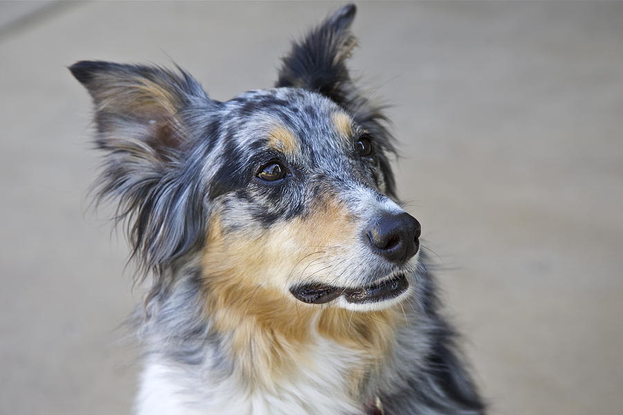 calico dog