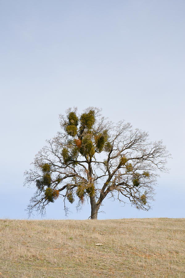 california christmas tree photograph by karen w meyer california christmas tree photograph by karen w meyer