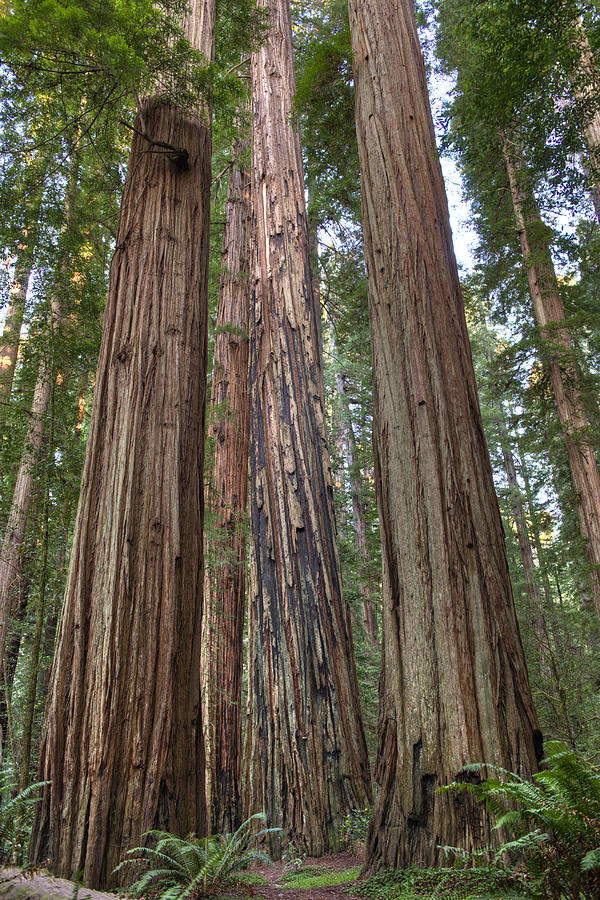 California Coastal Redwood