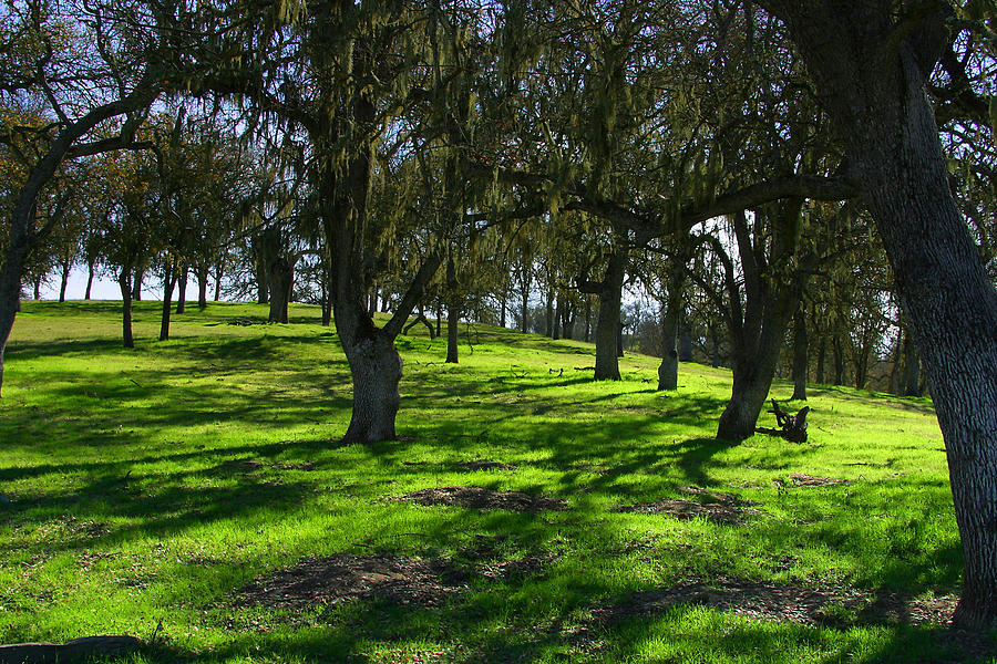 California Oak Woodland With Dappled Sunlight By C Ribet