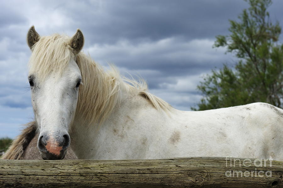 Horses In Paddock