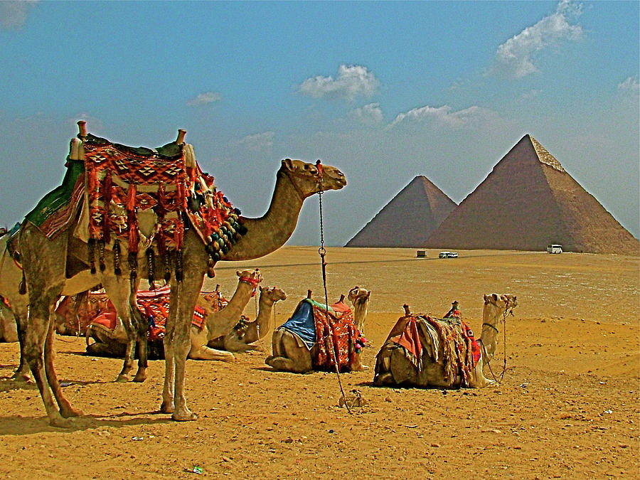 Camels Near Pyramids Of Giza In Egypt Photograph